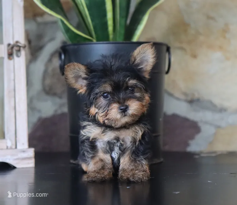 Eric – Yorkshire Terrier puppy for sale in Fresno, OH