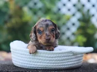Unity, a female Miniature Dachshund for sale in Fresno, OH – 2 of 6