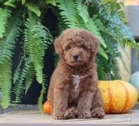Javon, a male Poodle - Miniature  for sale in Fresno, OH – 4 of 5
