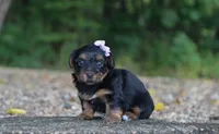 Hailey, a female Yorkshire Terrier for sale in Fresno, OH – 4 of 4