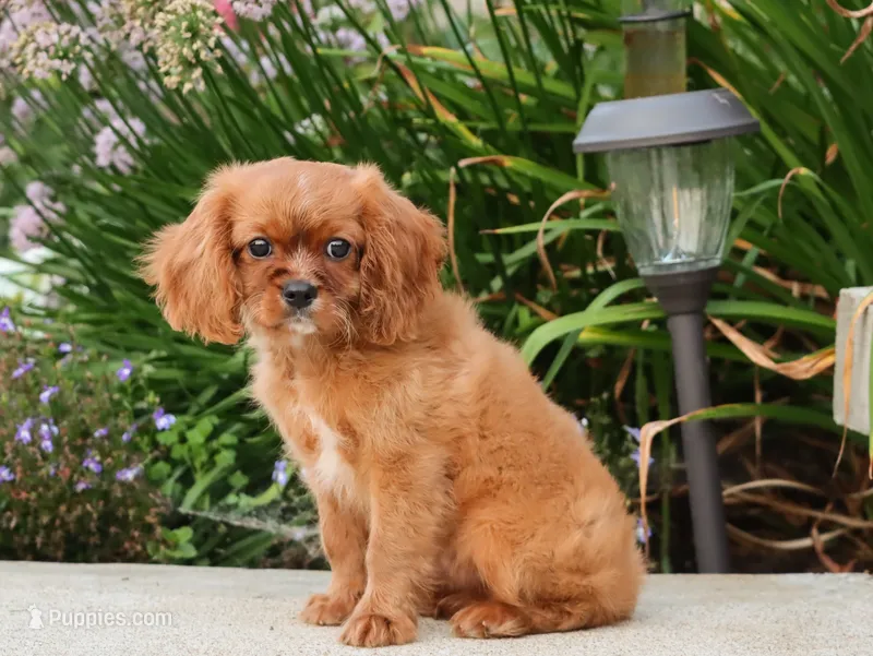 Tanner – Cavalier King Charles Spaniel puppy for sale in Fresno, OH