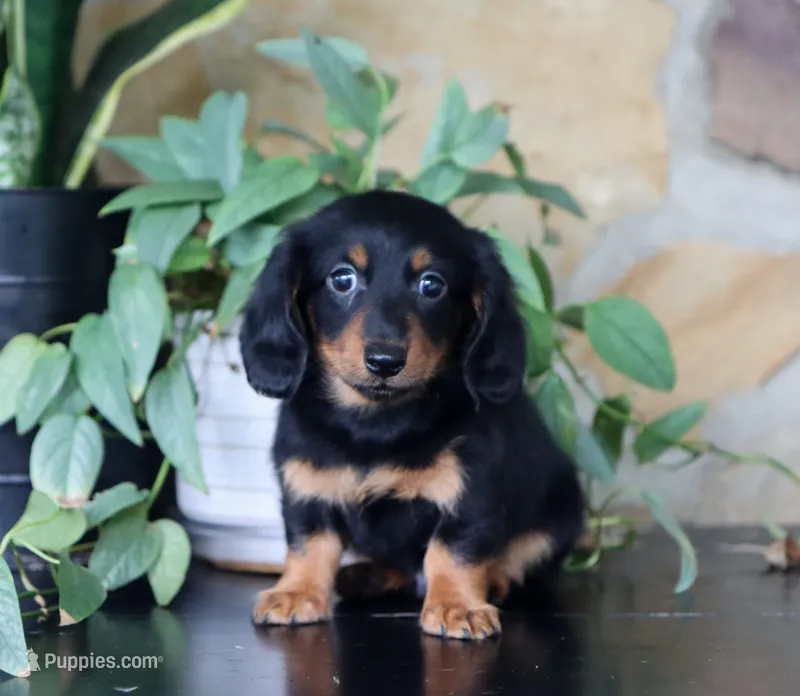 Alex  – Miniature Dachshund puppy for sale in Fresno, OH