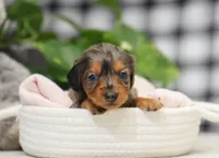 Kaylee, a female Miniature Dachshund for sale in Fresno, OH – Photo 4 of 4