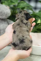 Kaylee, a female Miniature Dachshund for sale in Fresno, OH – Photo 2 of 4