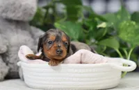 Kaylee, a female Miniature Dachshund for sale in Fresno, OH – Photo 3 of 4