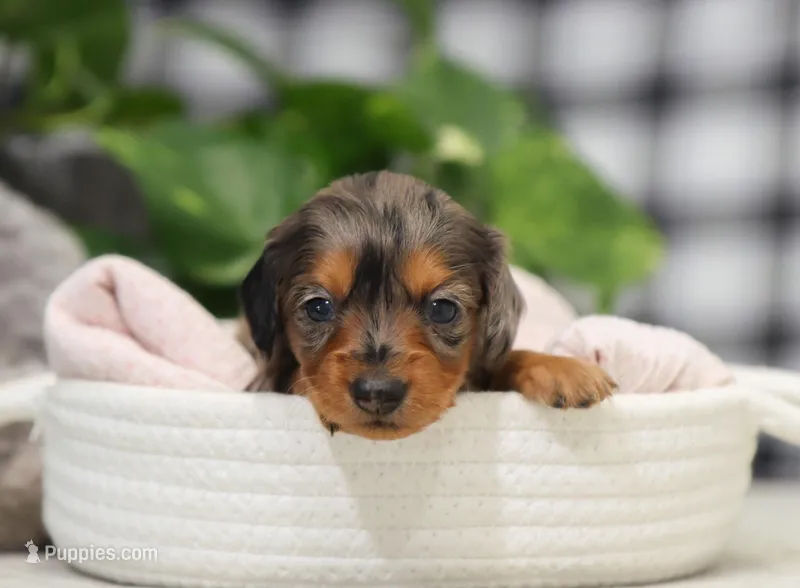 Kaylee – Miniature Dachshund puppy for sale in Fresno, OH