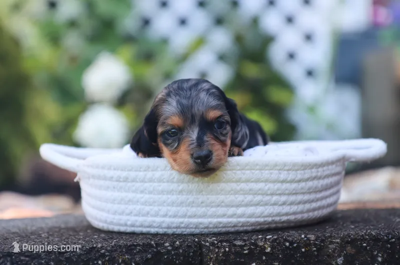 Uriella – Miniature Dachshund puppy for sale in Fresno, OH