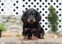 Quinn, a male Miniature Dachshund for sale in Fresno, OH – 4 of 4