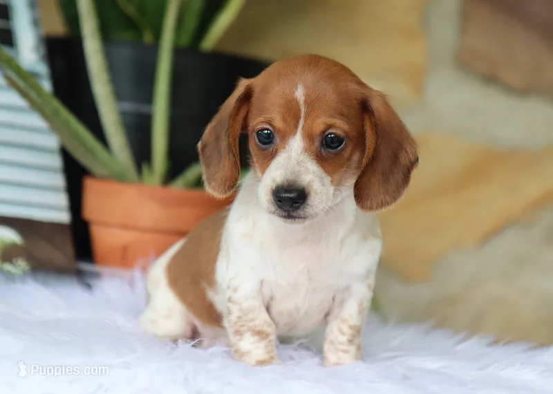 Yvette – Miniature Dachshund puppy on hold in Fresno, OH