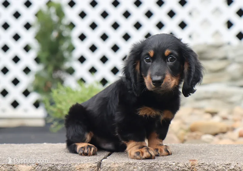 Quinn – Miniature Dachshund puppy for sale in Fresno, OH