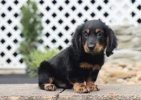 Quinn, a male Miniature Dachshund for sale in Fresno, OH – 1 of 4