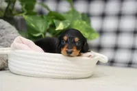 Karter, a male Dachshund for sale in Fresno, OH – Photo 4 of 4