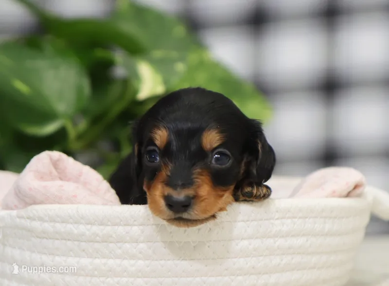 Karter – Dachshund puppy for sale in Fresno, OH