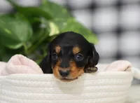 Karter, a male Dachshund for sale in Fresno, OH – Photo 1 of 4
