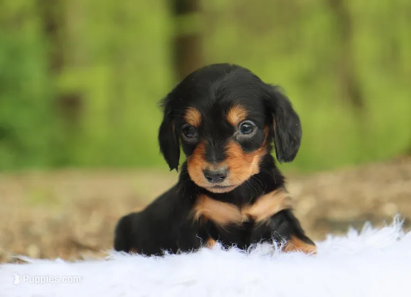 Karter – Dachshund puppy for sale in Fresno, OH
