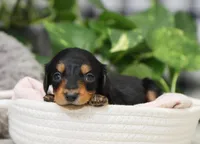 Karter, a male Dachshund for sale in Fresno, OH – Photo 2 of 4