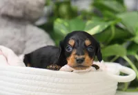 Karter, a male Dachshund for sale in Fresno, OH – Photo 3 of 4