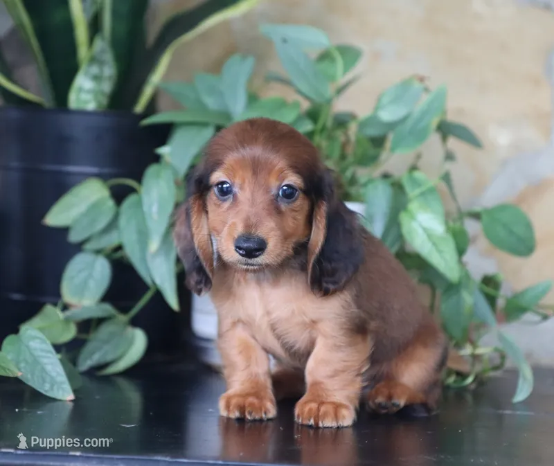Asher  – Miniature Dachshund puppy for sale in Fresno, OH