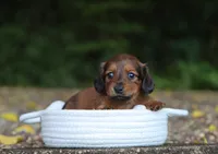 Vivi, a female Miniature Dachshund for sale in Fresno, OH – 2 of 4