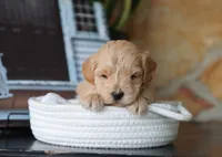 Seth, a male Maltipoo for sale in Fresno, OH – 3 of 4