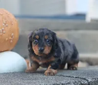 Patrick, a male Miniature Dachshund for sale in Fresno, OH – 4 of 7