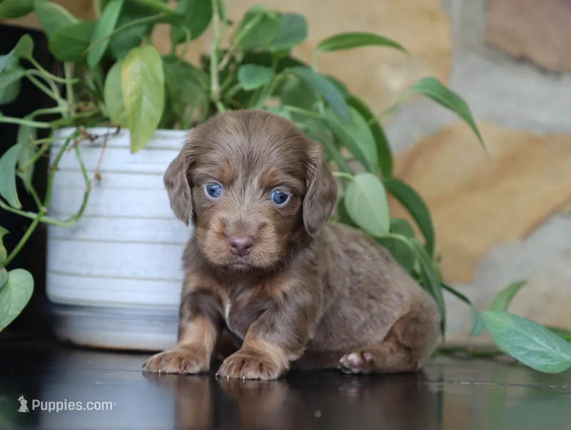Daisy – Dachshund puppy for sale in Fresno, OH