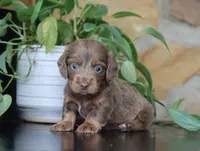 Daisy, a female Dachshund for sale in Fresno, OH – 1 of 3