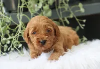 Aamir, a male Miniature Goldendoodle for sale in Fresno, OH – 3 of 5