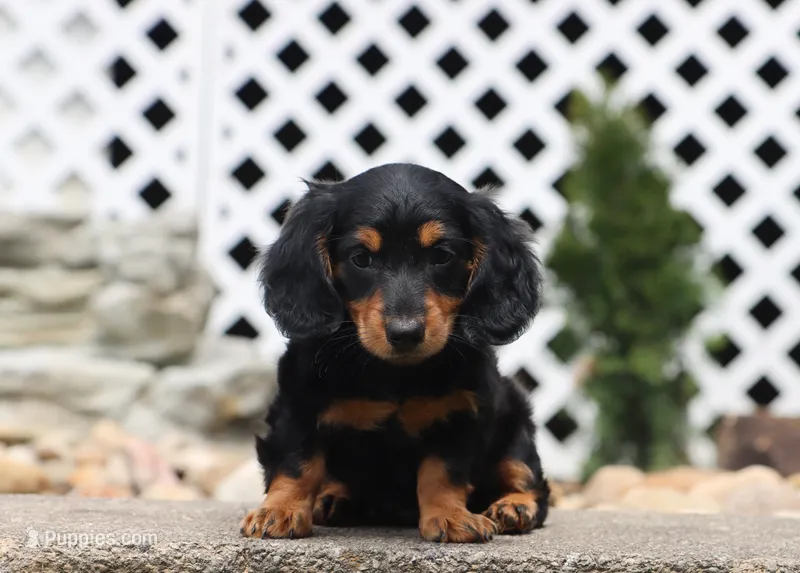 Myles – Miniature Dachshund puppy for sale in Fresno, OH