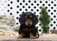 Myles, a male Miniature Dachshund for sale in Fresno, OH – 1 of 4