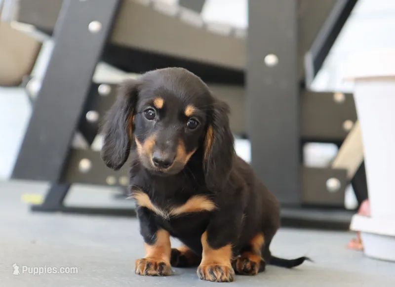 Kylie – Miniature Dachshund puppy for sale in Fresno, OH