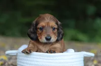 Violet, a female Miniature Dachshund for sale in Fresno, OH – 2 of 4
