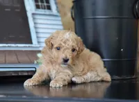 Mia, a female Maltipoo for sale in Fresno, OH – 2 of 4
