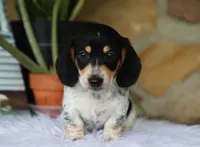 Yasmin, a female Miniature Dachshund for sale in Fresno, OH – 6 of 6