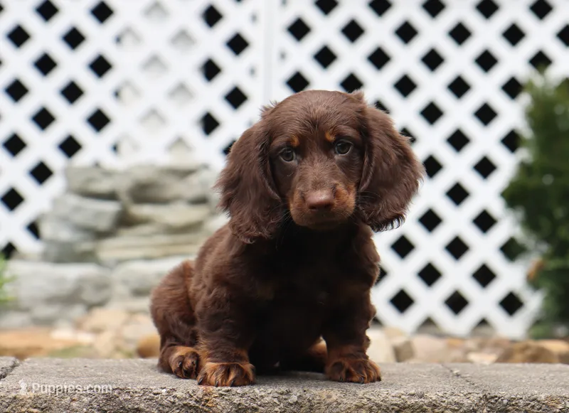 Quon – Miniature Dachshund puppy for sale in Fresno, OH