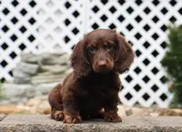 Quon, a male Miniature Dachshund for sale in Fresno, OH – 1 of 3