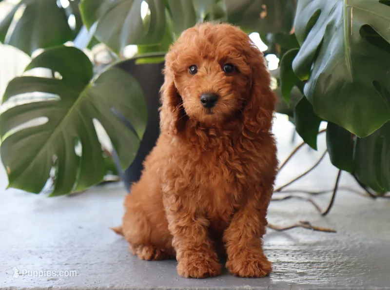 Inez – Miniature Goldendoodle puppy for sale in Fresno, OH