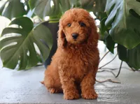 Inez, a female Miniature Goldendoodle for sale in Fresno, OH – 1 of 5