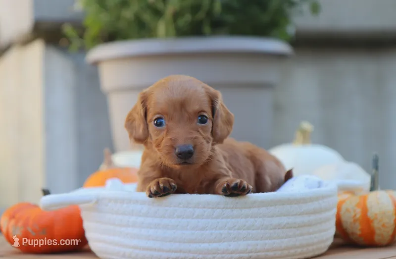 Lacey – Miniature Dachshund puppy for sale in Fresno, OH