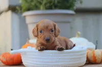 Lacey, a female Miniature Dachshund for sale in Fresno, OH – 1 of 3