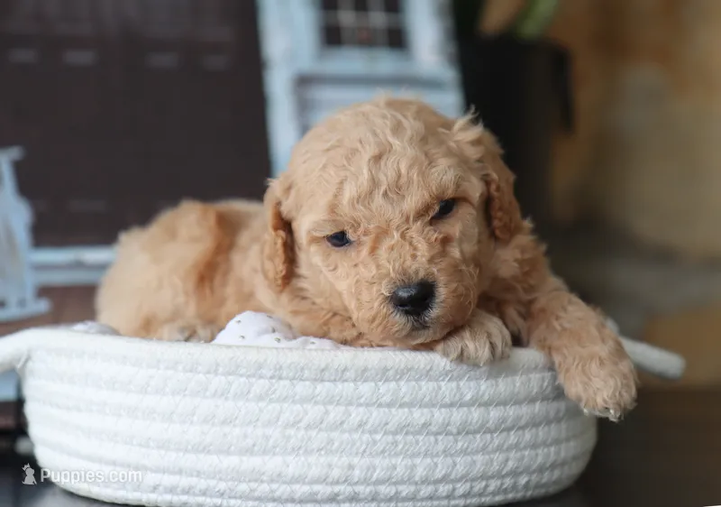 Silas – Maltipoo puppy for sale in Fresno, OH