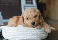 Silas, a male Maltipoo for sale in Fresno, OH – 1 of 3