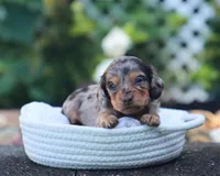 Unity, a female Miniature Dachshund for sale in Fresno, OH – 3 of 6