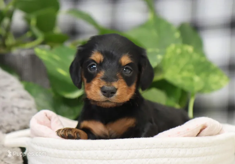 Khloe – Miniature Dachshund puppy for sale in Fresno, OH