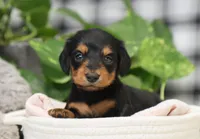 Khloe, a female Miniature Dachshund for sale in Fresno, OH – Photo 1 of 5