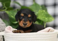 Khloe, a female Miniature Dachshund for sale in Fresno, OH – Photo 2 of 5