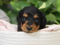 Khloe, a female Miniature Dachshund for sale in Fresno, OH – Photo 3 of 5