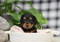 Khloe, a female Miniature Dachshund for sale in Fresno, OH – Photo 5 of 5