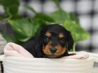 Khloe, a female Miniature Dachshund for sale in Fresno, OH – Photo 4 of 5