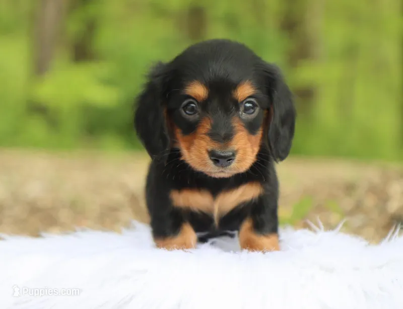 Khloe – Miniature Dachshund puppy for sale in Fresno, OH